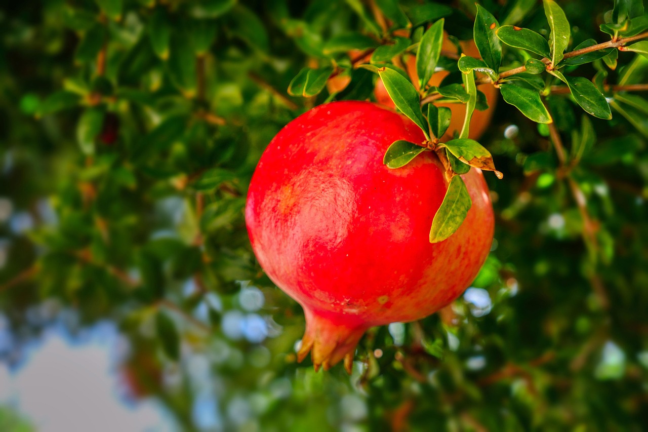 pomegranate fruit pomegranate tree plant mediterranean nature pomegranate pomegranate pomegranate pomegranate pomegranate pomegranate tree pomegranate tree