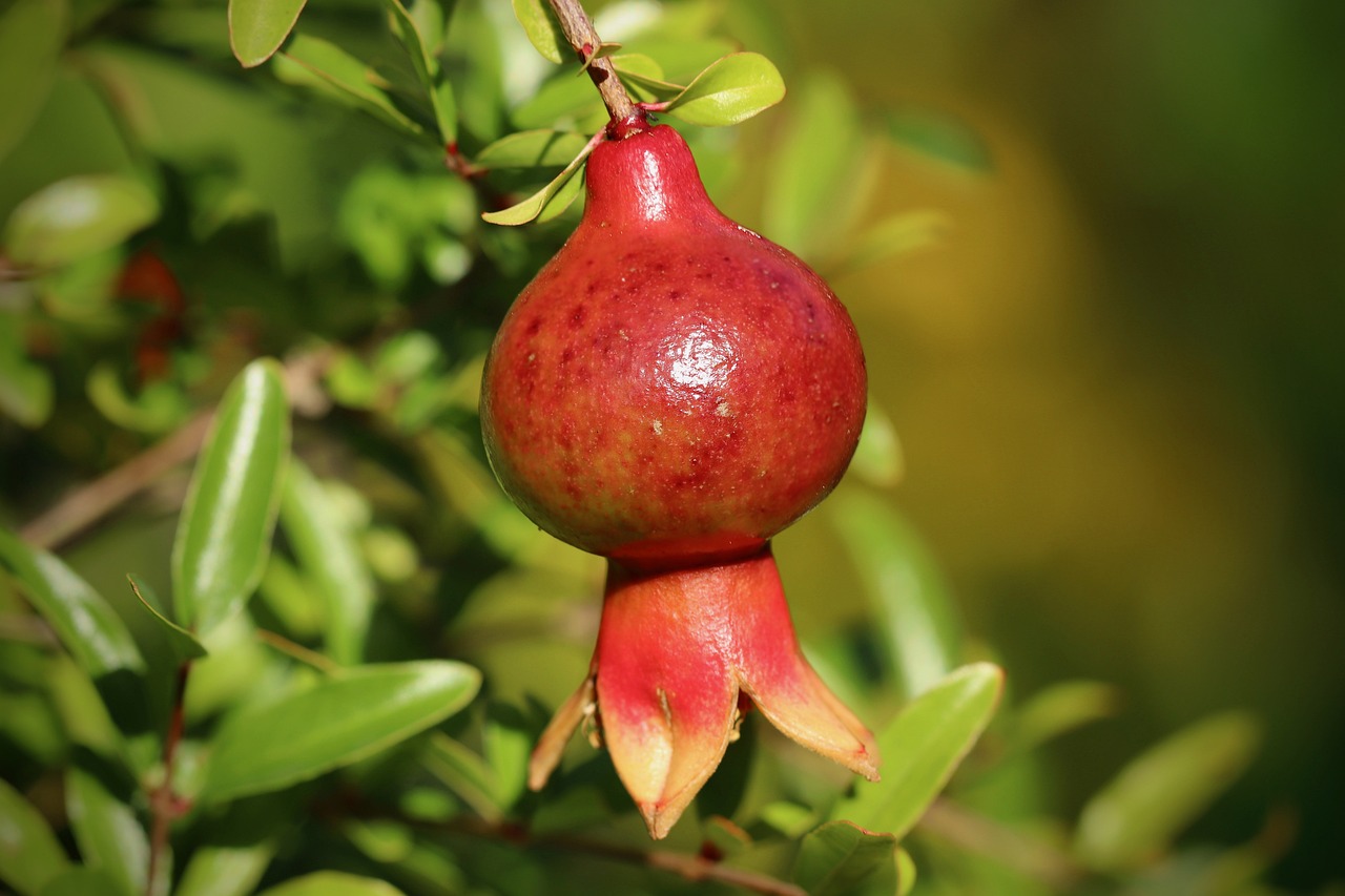 pomegranate pomegranate blossom pomegranate tree pomegranate bush red flora plant nature shrub mediterranean grow vitamins fruit nourishment pomegranate pomegranate pomegranate pomegranate pomegranate