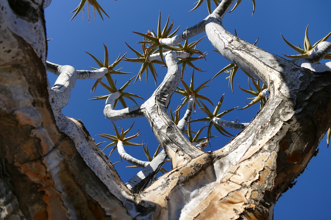 namibia quiver tree africa nature stone desert places of interest keetmanshoop aloe to travel quiver namib