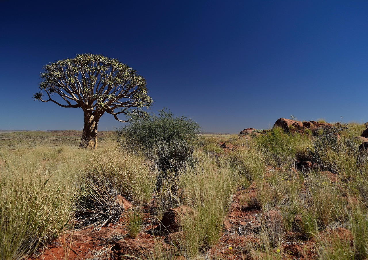 quiver tree nature tree quiver africa african desert natural unspoiled arid dry vegetation kalahari blue blue sky sky