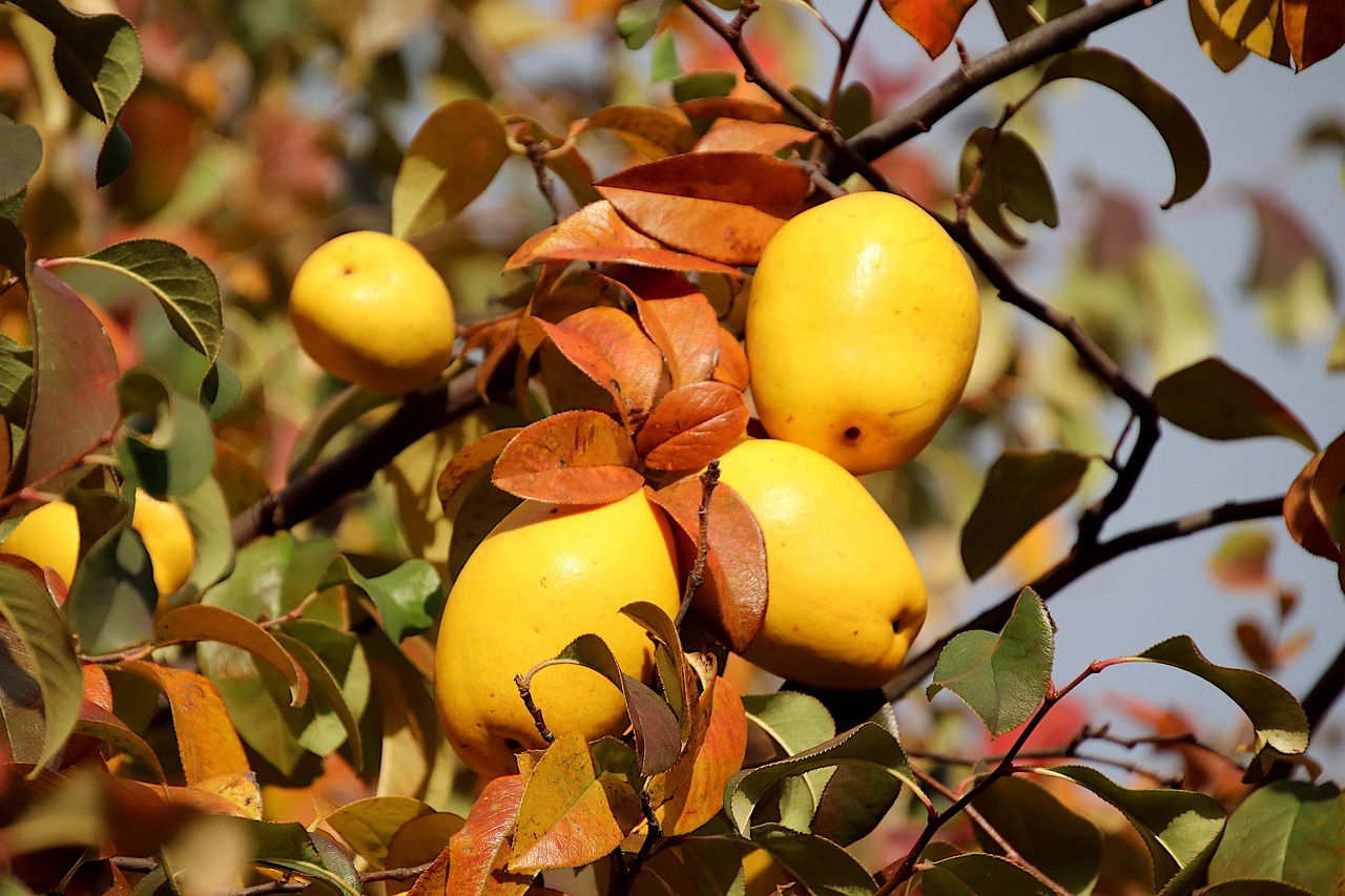 quince quince tree nature trees quince paste jam of quince quince jelly gastronomy food blackberries fruit garden gardening horticulture yellow color vitamins harvest
