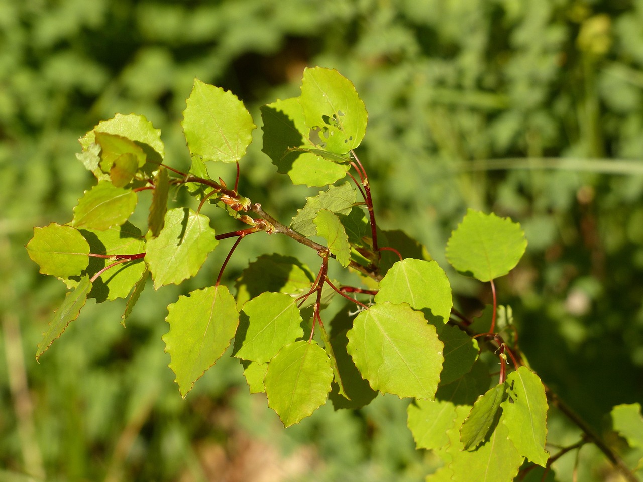 leaves branch nature green tree aspen aspen leaves aspe agrimony populus tremula poplar populus