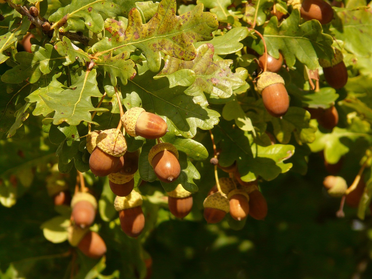 english oak pedunculate oak quercus robur quercus pedunculata summery german oak deciduous tree oak quercus beech plants fagaceae tree nature leaves oak leaves acorns timber