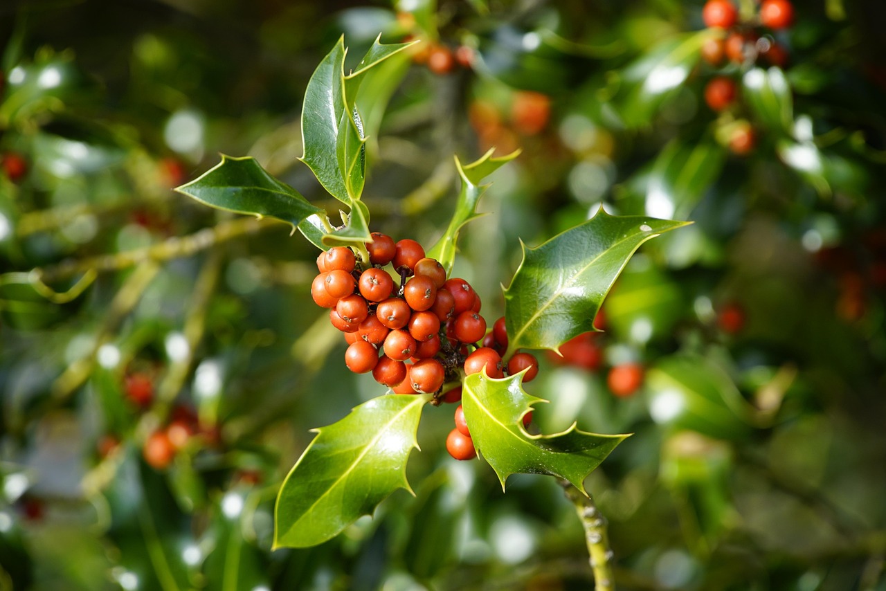 berries ilex holly fruit xmas evergreen