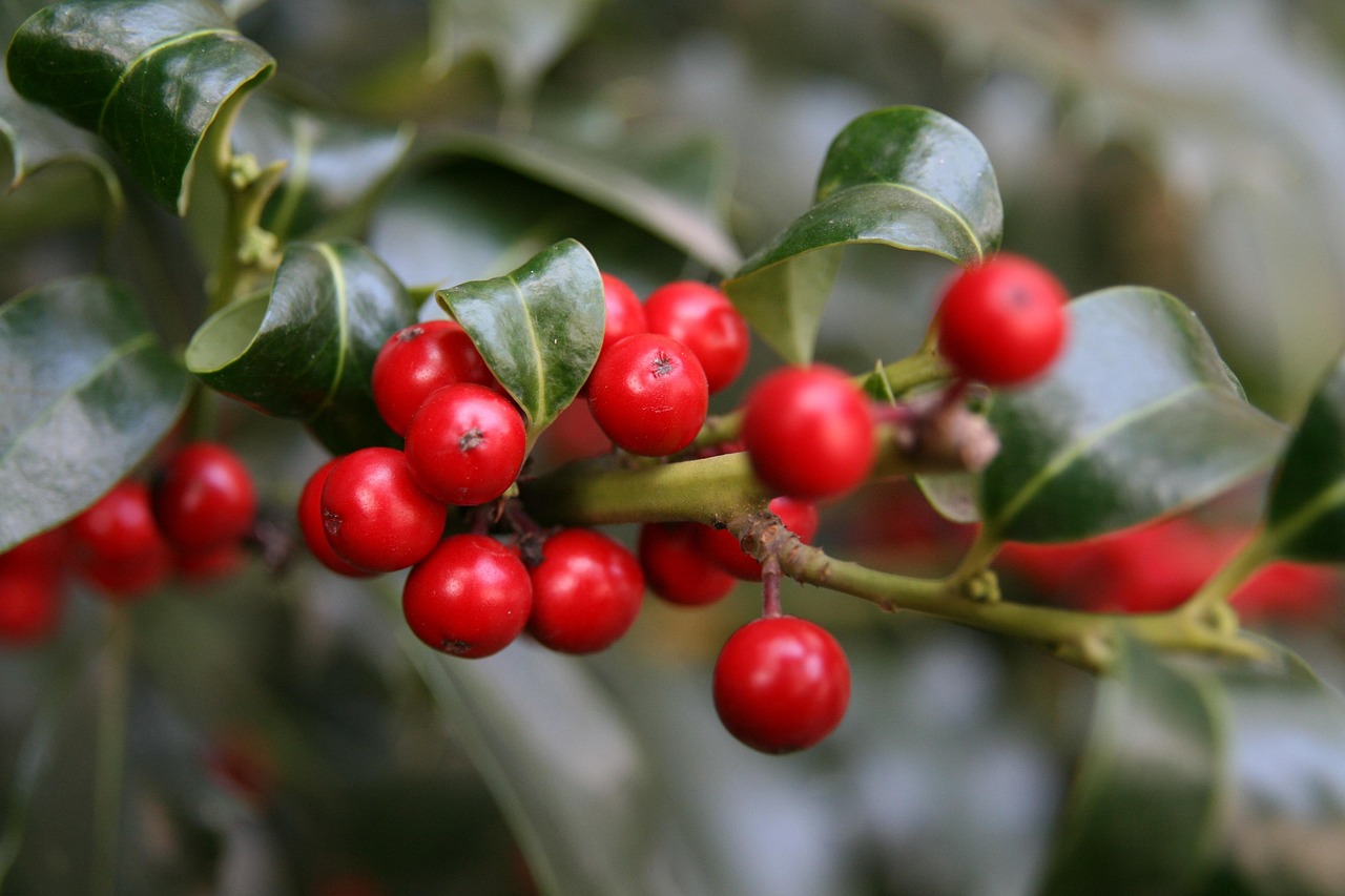 berry red ilex berry fruits ilex ilex ilex ilex ilex