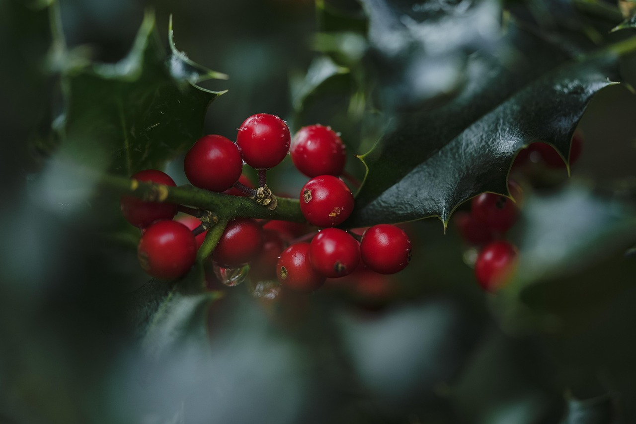 holly nature ilex red berries berry fruit plant christmas advent