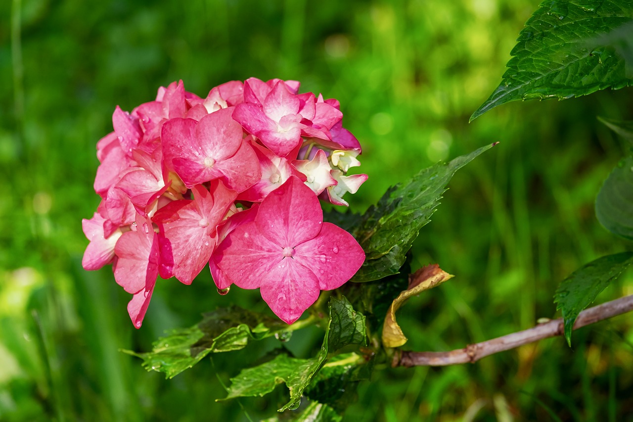 hydrangea flowers dew dewdrops pink hydrangea leaves petals flower background pink petals bloom blossom flora flower wallpaper beautiful flowers nature