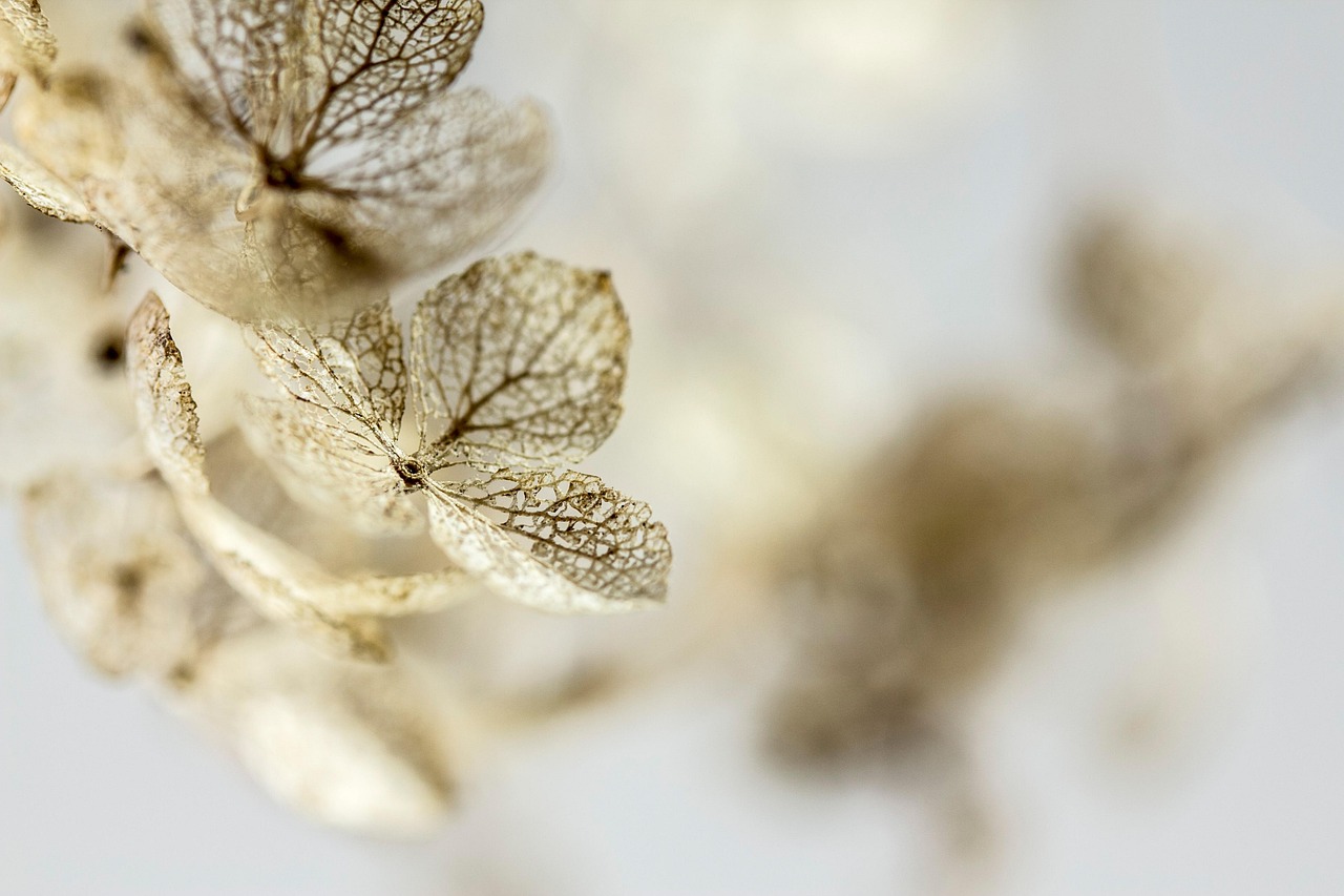 hydrangea dried flowers dried hydrangea blossom bloom beautiful flowers flower nature close up flower wallpaper macro faded flower background grief