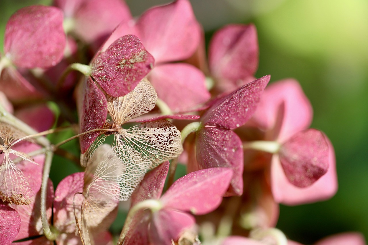 hydrangeas petals dried flowers faded hydrangea leaf structures leaf veins beautiful flowers nature