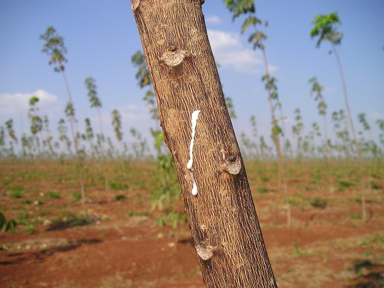 rubber tree rubber raw material cambodia southeast asia so rubber tree rubber tree rubber tree rubber tree rubber tree