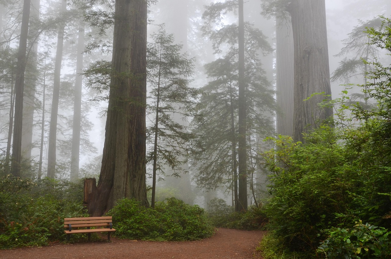 usa america california sequoias lady bird johnson grove redwood national park nature forest redwood path trail foggy california redwood redwood redwood redwood redwood