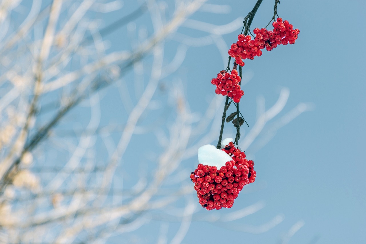 rowan branches winter snow nature cluster winter winter winter winter winter snow snow snow