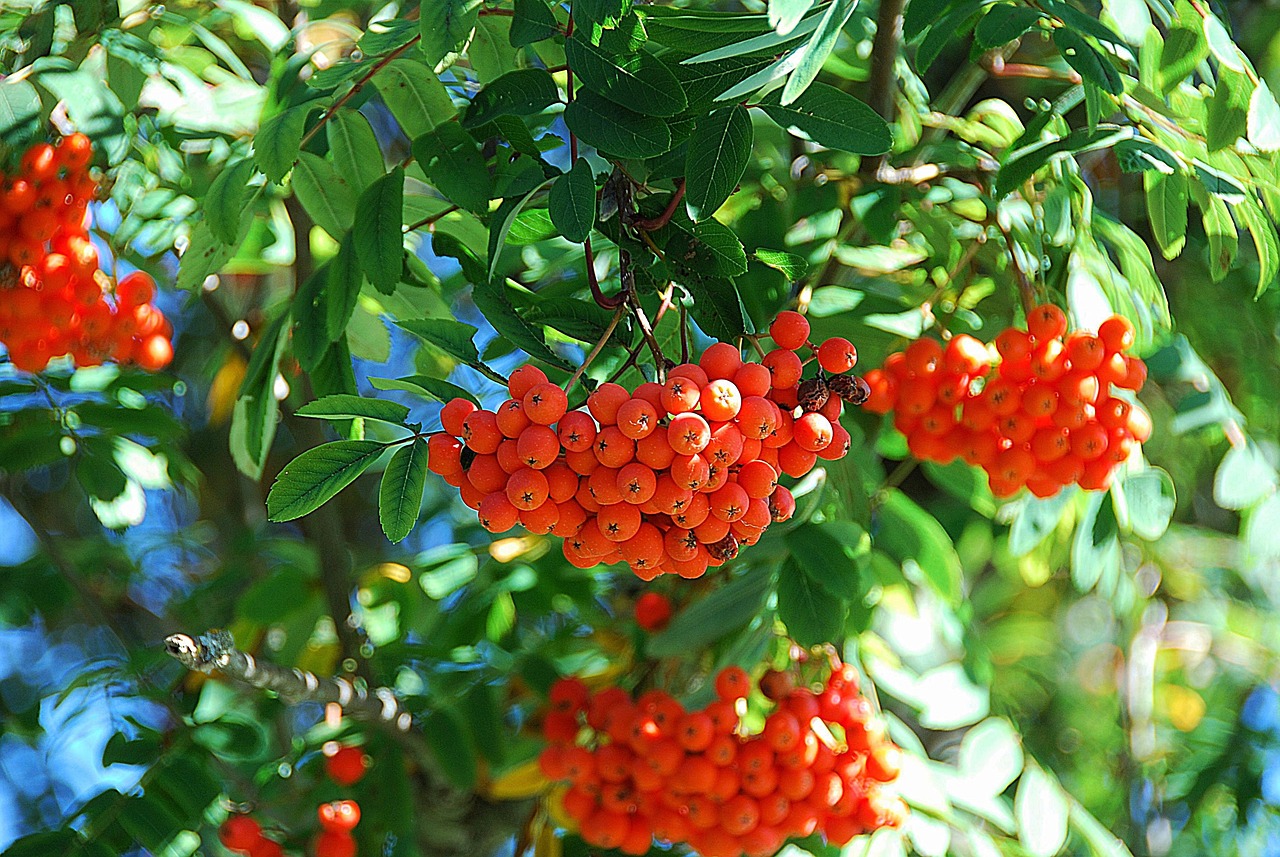 rowanberry rowan red fruit deciduous tree rowan rowan rowan rowan rowan