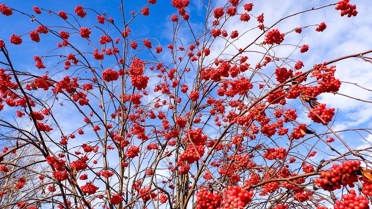 tree rowan season sky clouds nature autumn