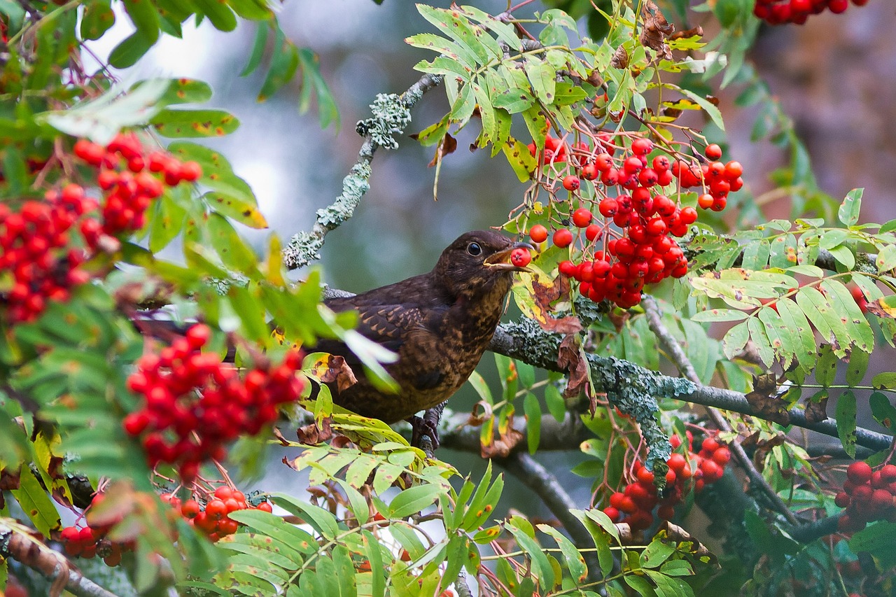 myna bird animal feathers plumage beak bill bird watching ornithology animal world nature rowan eat berries rowan tree myna myna rowan rowan rowan rowan rowan rowan tree rowan tree rowan tree rowan tree