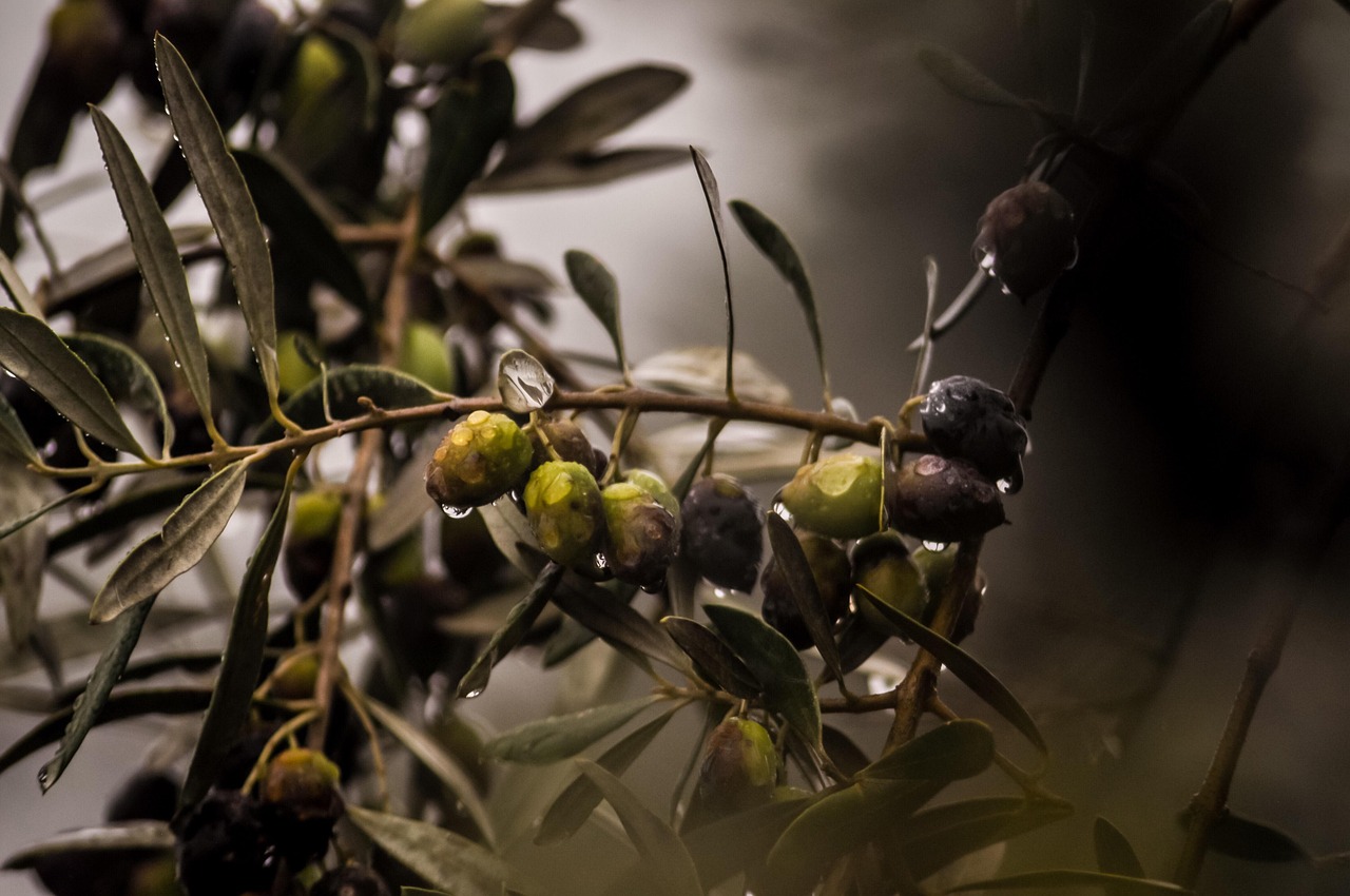 tree organic olives vegetable rain rain drops plant italy nature portugal leaves olives olives olives olives olives rain rain rain italy italy portugal portugal