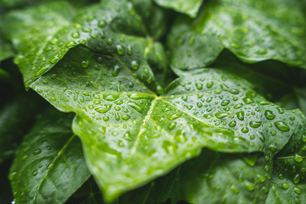 plant raindrop nature foliage leaves water green leaves rain summer rain