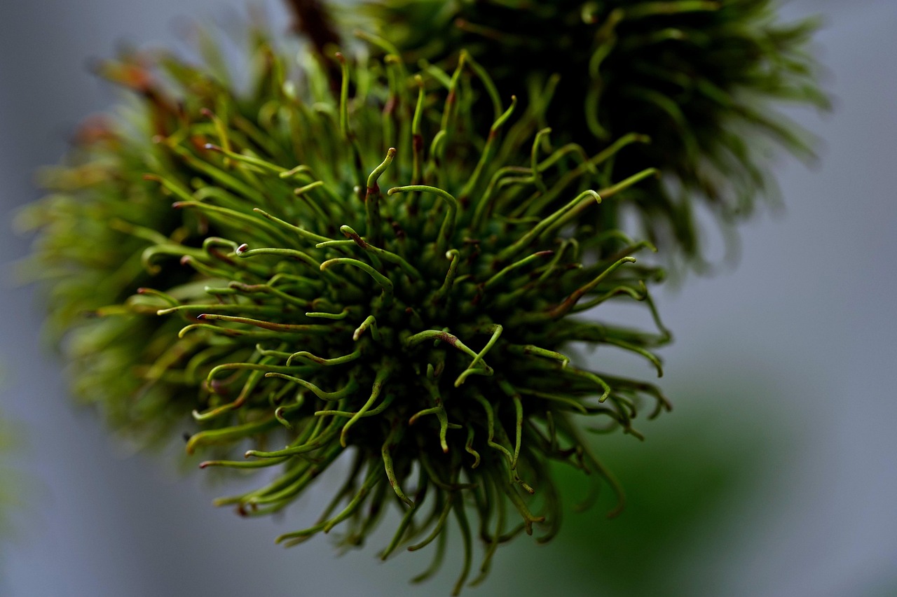 rambutan fruit food nature