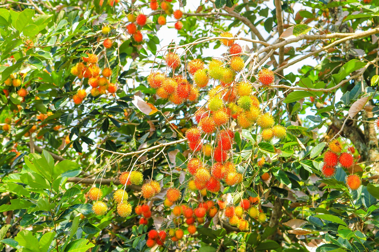 fruit rambutan fresh