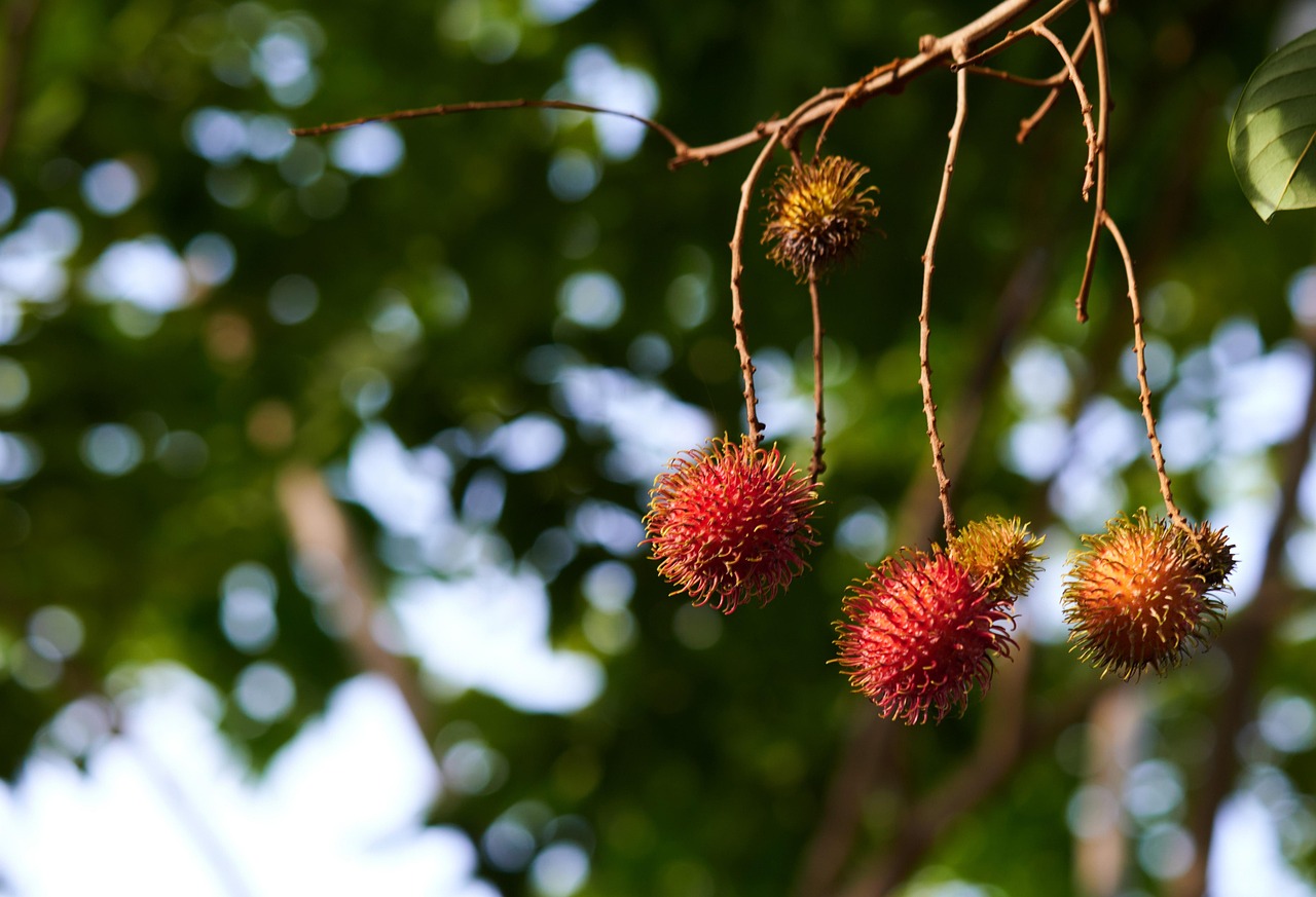 fruit branch tree rambutan fruit garden sweet nature rambutan fruit rambutan fruit rambutan fruit rambutan fruit rambutan fruit