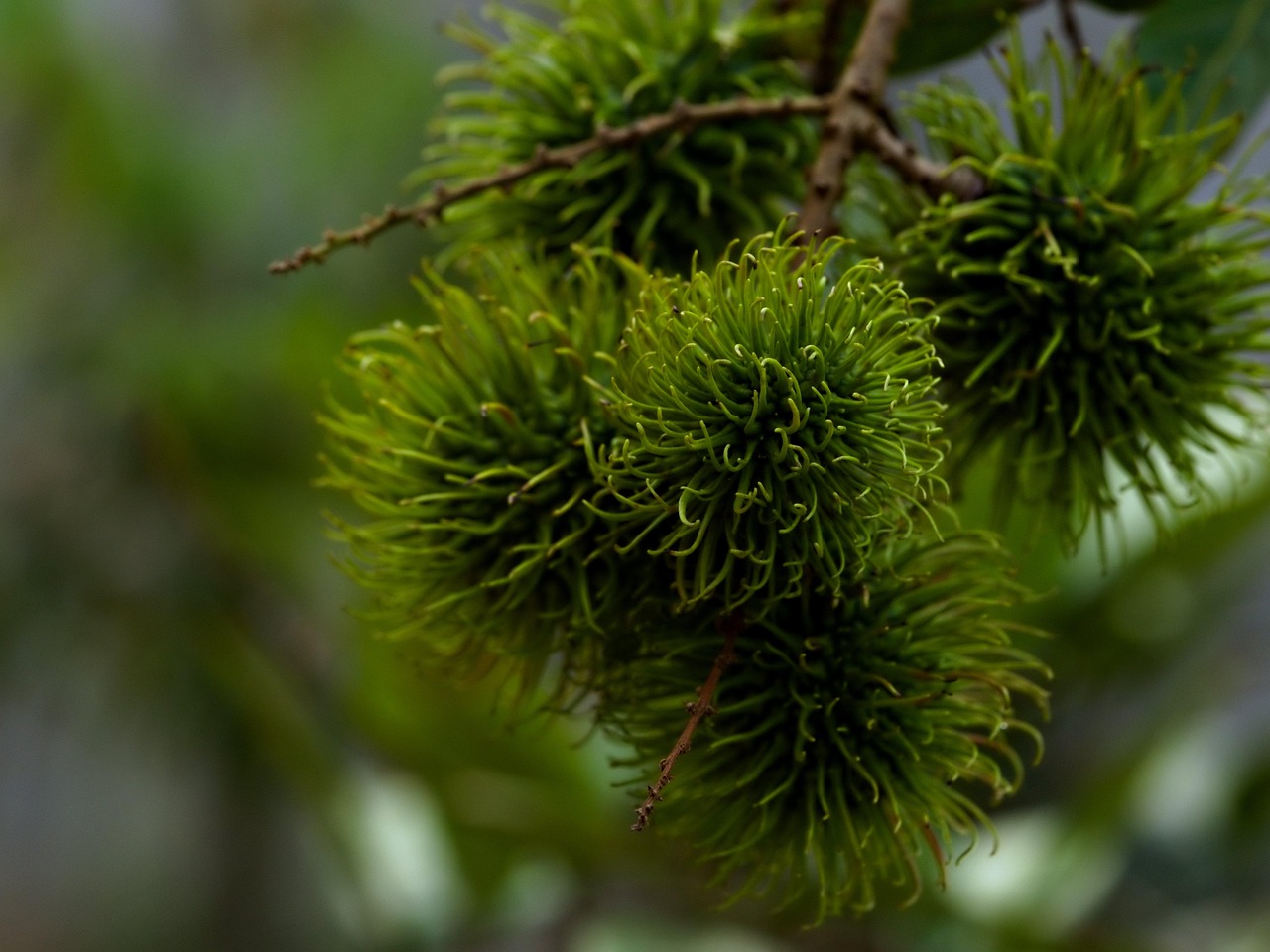 rambutan tree nature flora fruit organic botany