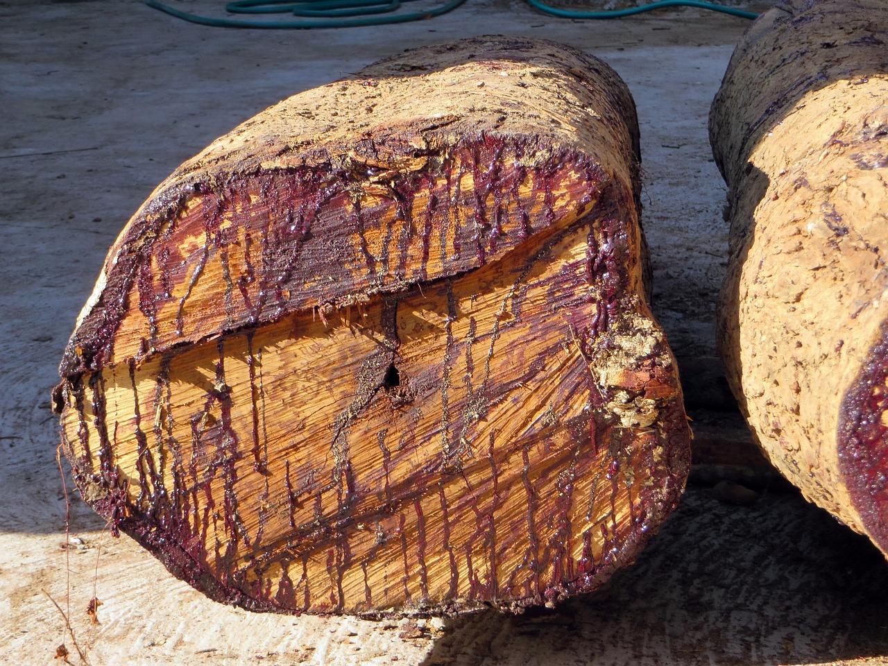 laos rosewood chopped off sap drips tree trunk nature drink beaten down cut