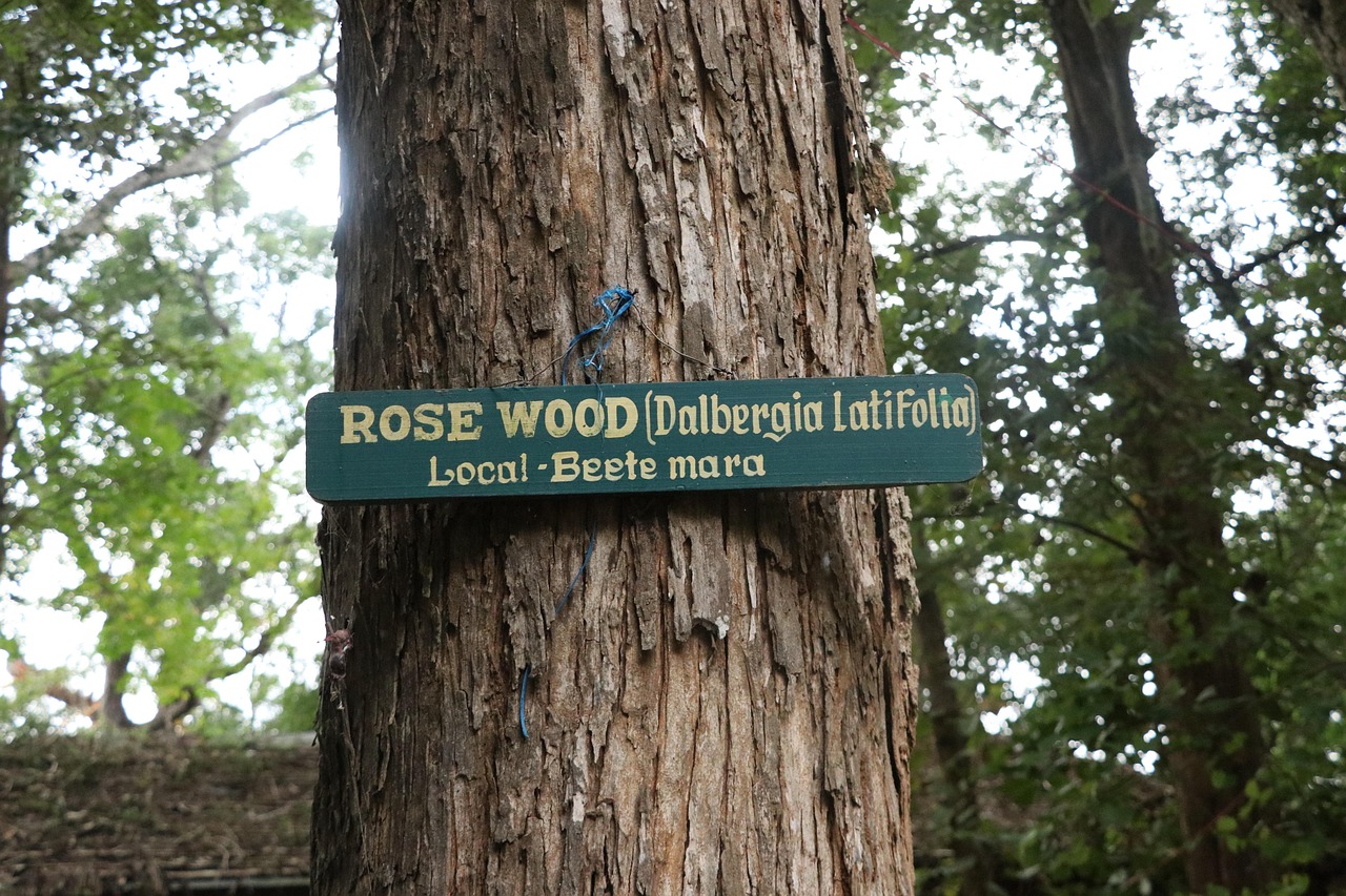 rosewood rosewood tree capsules seeds garden trumpets bignoniaceae nature wood romance fruits jacaranda