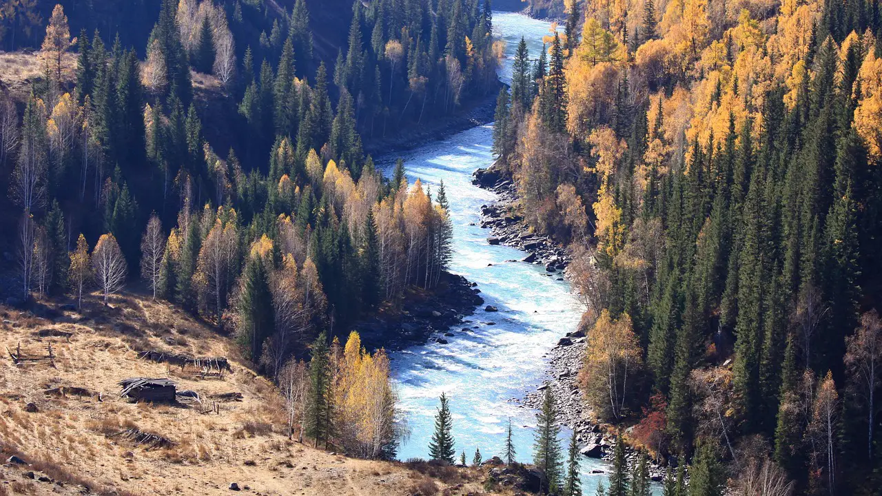 river birch natural autumn