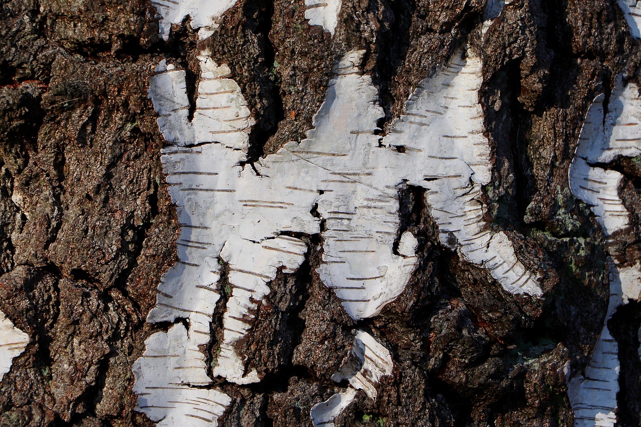 birch bark sugar birch tree bark bark nature birch structure texture tree