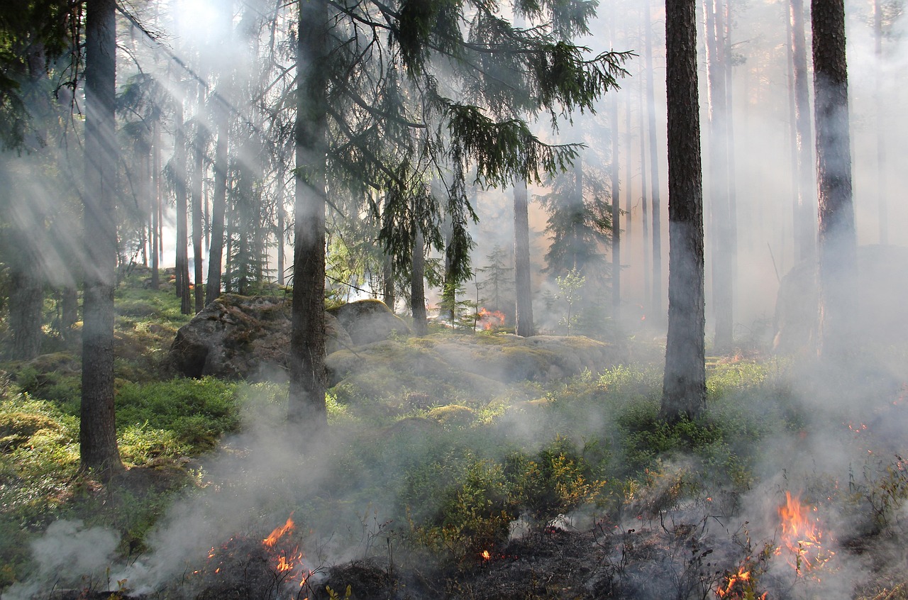 the ugly swamp nature nature reserve burning fire smoke nature conservation burning sweden ash forest fire hot forest tree nature conservation