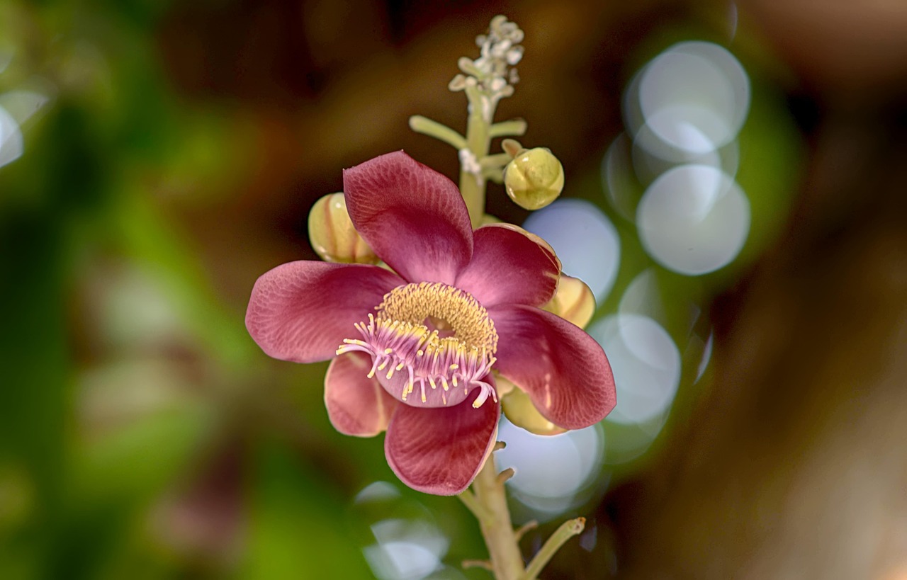 flower flower wallpaper beautiful flowers nov sea history nature flower background flowers sal flowers sal