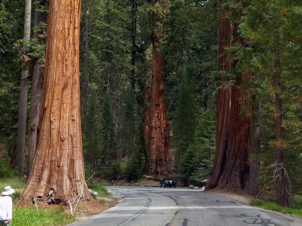 sequoia trees sequoia national park giant big tall tree nature california usa sequoia sequoia sequoia sequoia sequoia