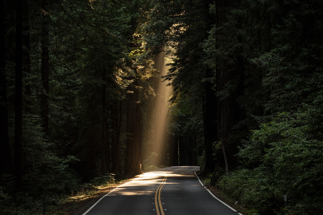 conifers sunlight road avenue street trees woods woodlands daylight evergreen forest highway landscape light nature outdoors paved road scenery scenic sequoia travel road road road road road street highway