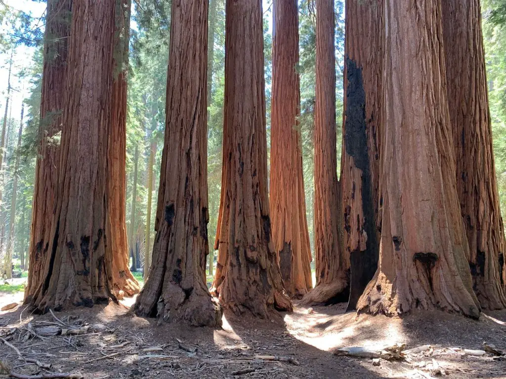 Sequoia Tree Growth Rate for Giant Native Forests