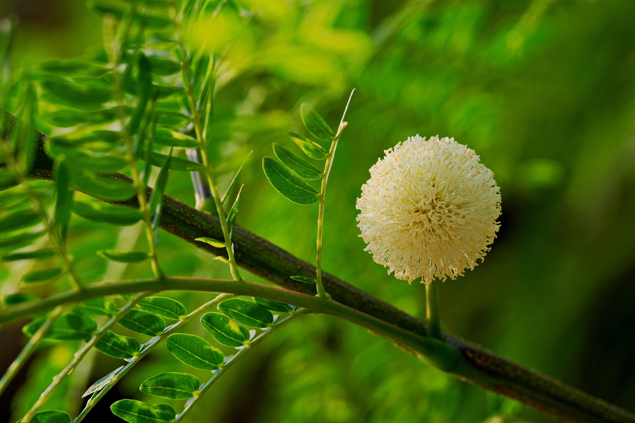 river tamarind flower background flower wallpaper flower tamarind tree beautiful flowers nature flora plant