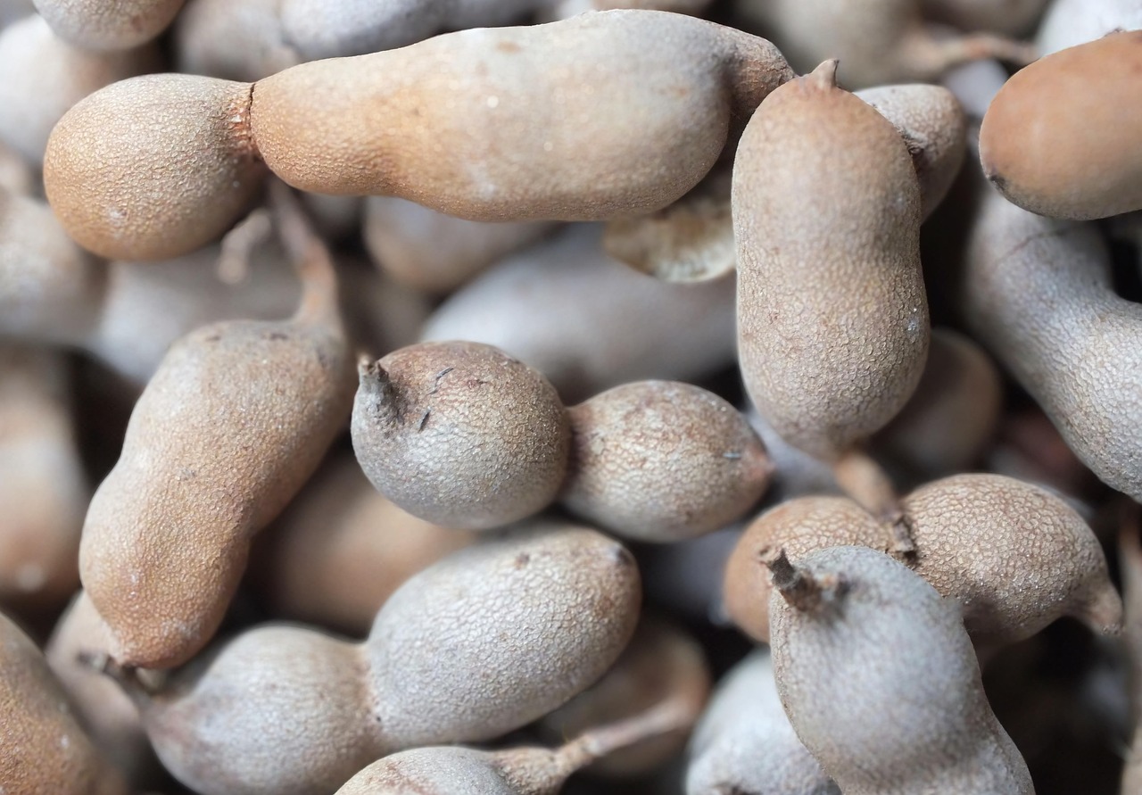 tamarind gooseberry fruit tamarind tamarind tamarind tamarind tamarind