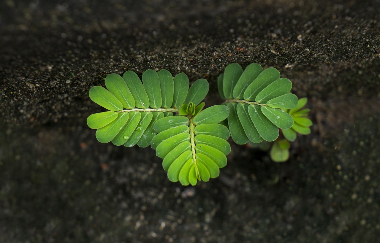 life tamarind tree germ cliff tubers tamarind tree tamarind tree tamarind tree tamarind tree tamarind tree