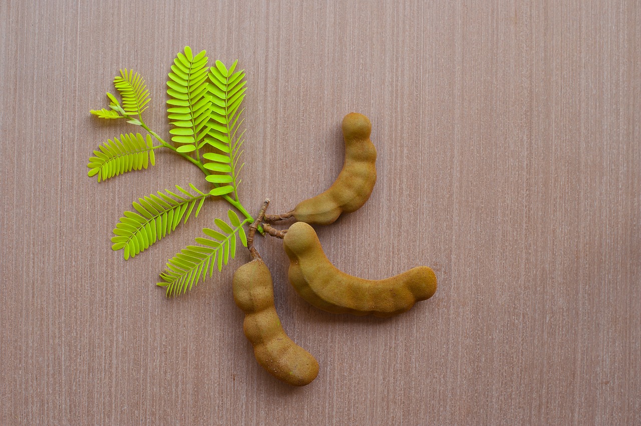 exotic food fresh green healthy isolated leaf natural nature nobody organic pattern plant raw space summer tamarind tamarind leaves texture tree tropical white wood wooden tamarind tamarind tamarind tamarind tamarind