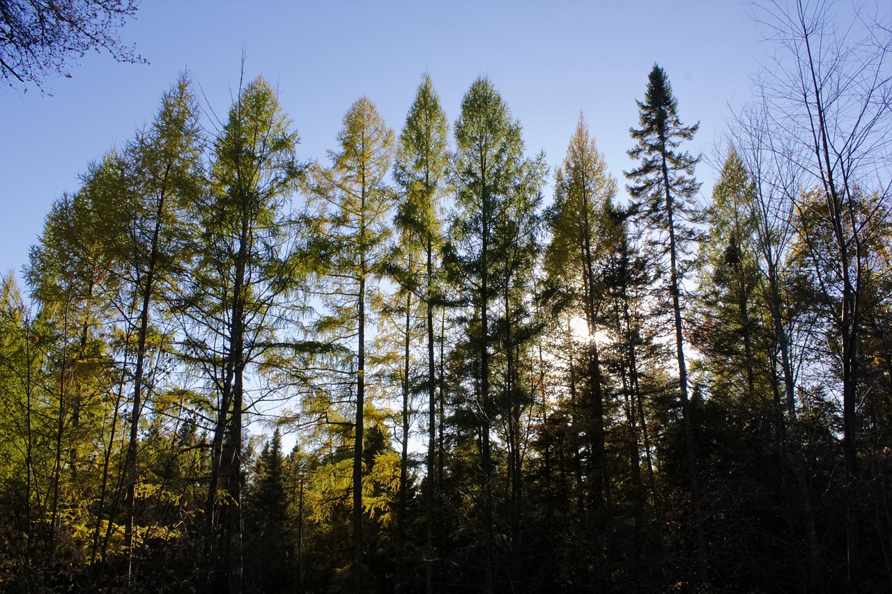 forest trees tamarack landscape sunrise sunset nature scenery tamarack tamarack tamarack tamarack tamarack