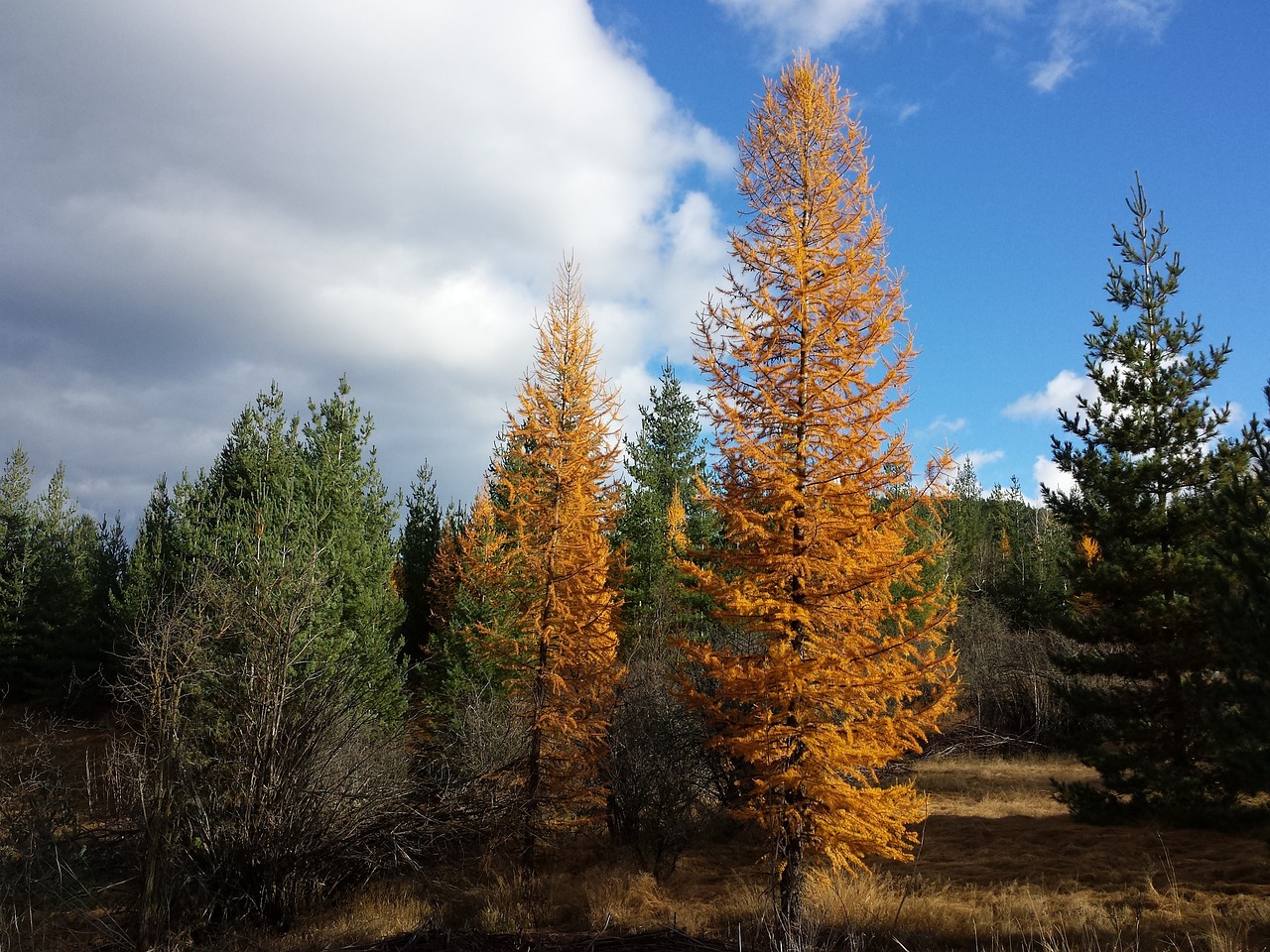 tamarack trees larch trees idaho forest scenery northern idaho nature landscape scenic view tamarack trees tamarack trees tamarack trees tamarack trees tamarack trees northern idaho northern idaho northern idaho