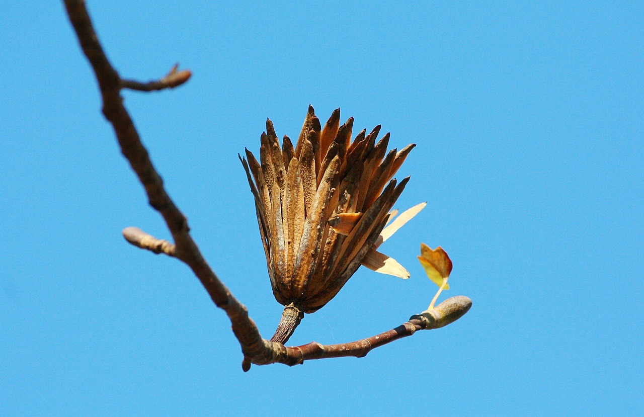 poplar seed tulip poplar last stage seed pod flora floral twig branch nature tulip poplar tulip poplar tulip poplar tulip poplar tulip poplar last stage seed pod