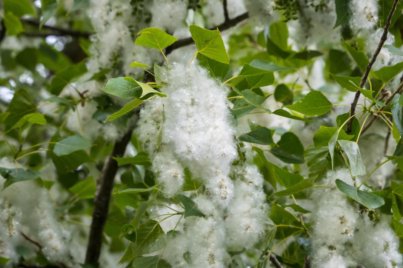 poplar seeds poplar fluff poplar seeds poplar wool samenfasern fruit wall fibers poplar cotton poplar snow nature summer snow flying seeds allergy pollen hay fever spring