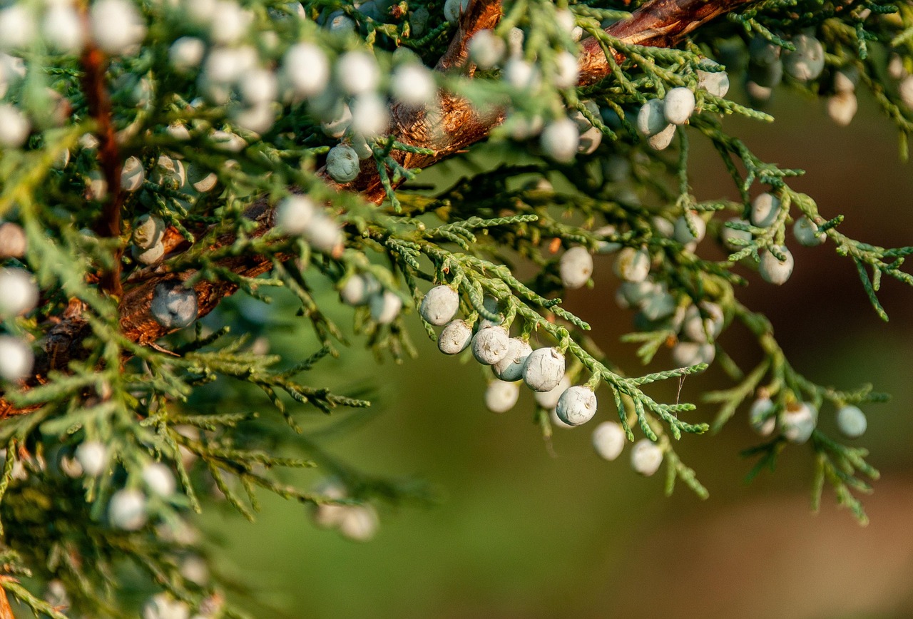 juniper juniper berries juniper tree nature