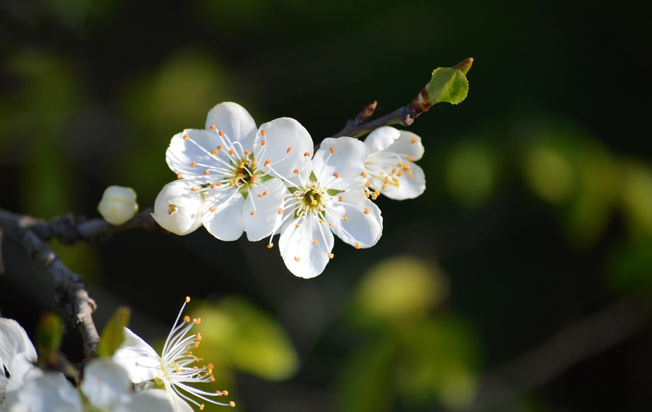 plum blossoms white flowers fruit tree blooms spring nature flora blooms spring awakening beginning of spring close up fruit tree blossoming plum blossom blossom blossoms leaves blossom leaves leaves leaves leaves leaves