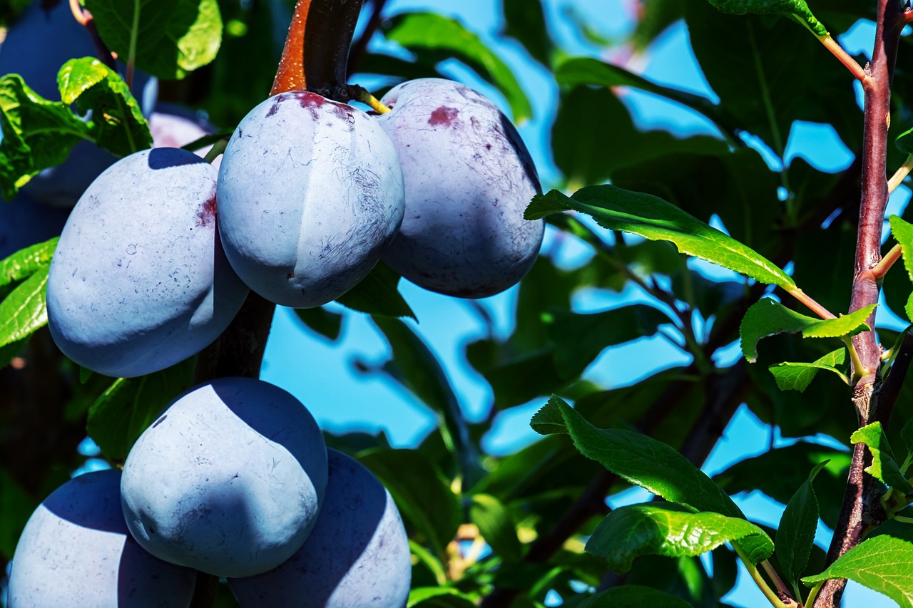 plums fruits food fresh healthy nature ripe organic sweet produce harvest plum tree vitamins fruit tree branch leaves stone fruit