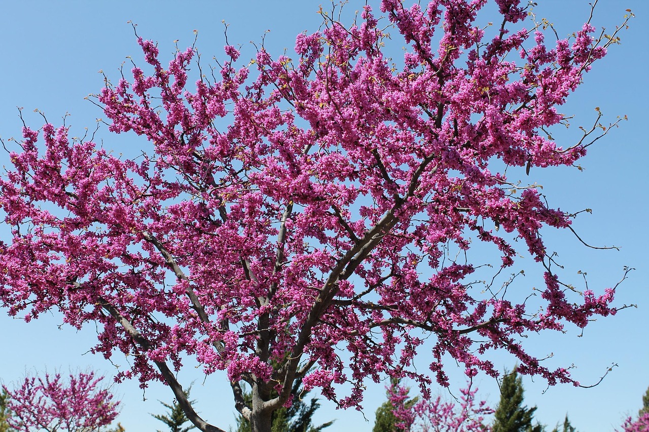 redbud tree oklahoma state tree symbolic nature midwest city redbud redbud redbud redbud redbud oklahoma
