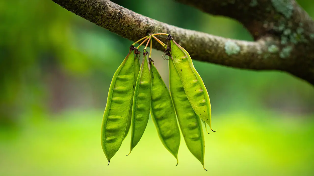redbud pods seedpods peas nature