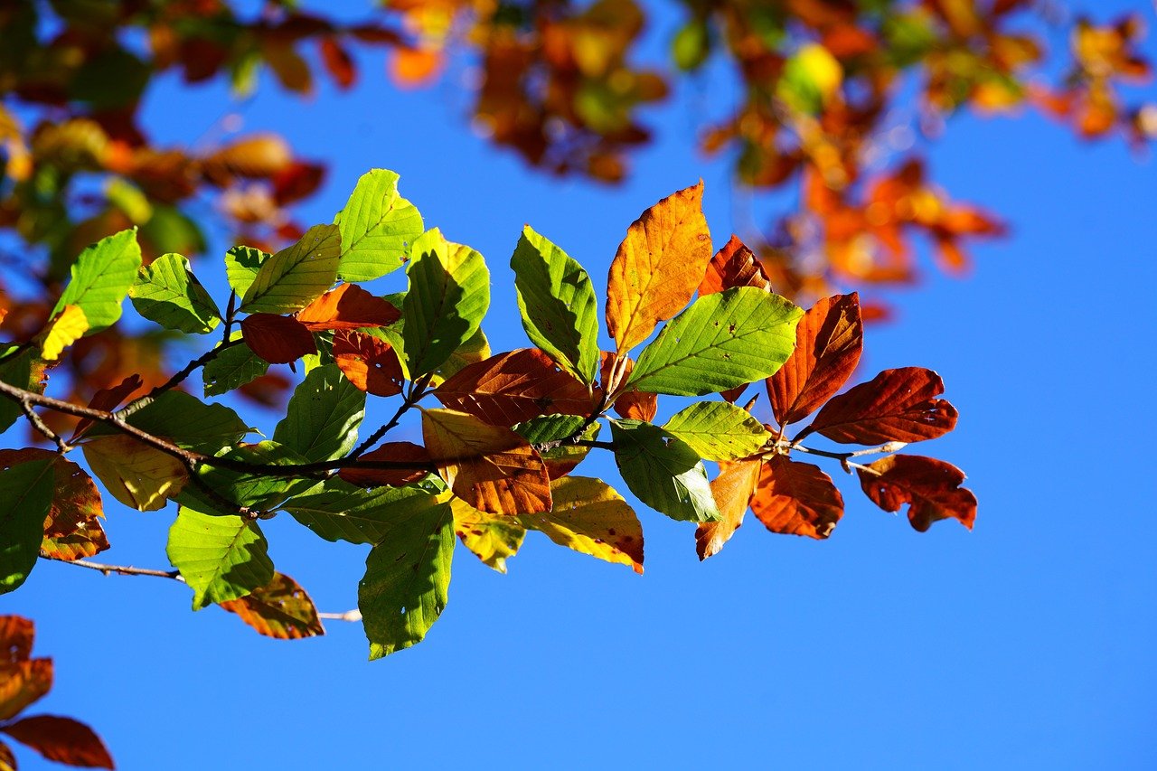 autumn leaves leaves nature fall colorful foliage autumn colors autumn color branches beech beech leaves golden autumn golden coloring tree golden october multicoloured coloured colorful green brown blue himmelb foliage autumn day autumnal branch european beech fagus sylvatica deciduous tree fagus golden yellow bright season autumn light yellowing brown coloring autumn impression yellow autumn branch autumn tree herb probe