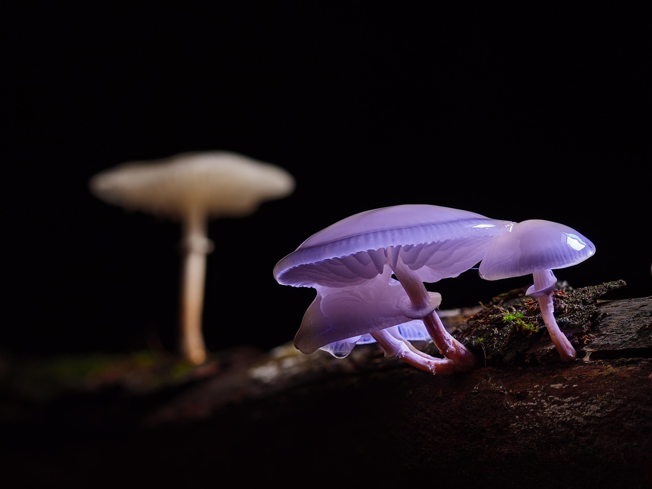 mushroom mushrooms beech slime root forest mushroom wild mushroom mushroom mushroom mushroom mushroom mushroom mushrooms mushrooms