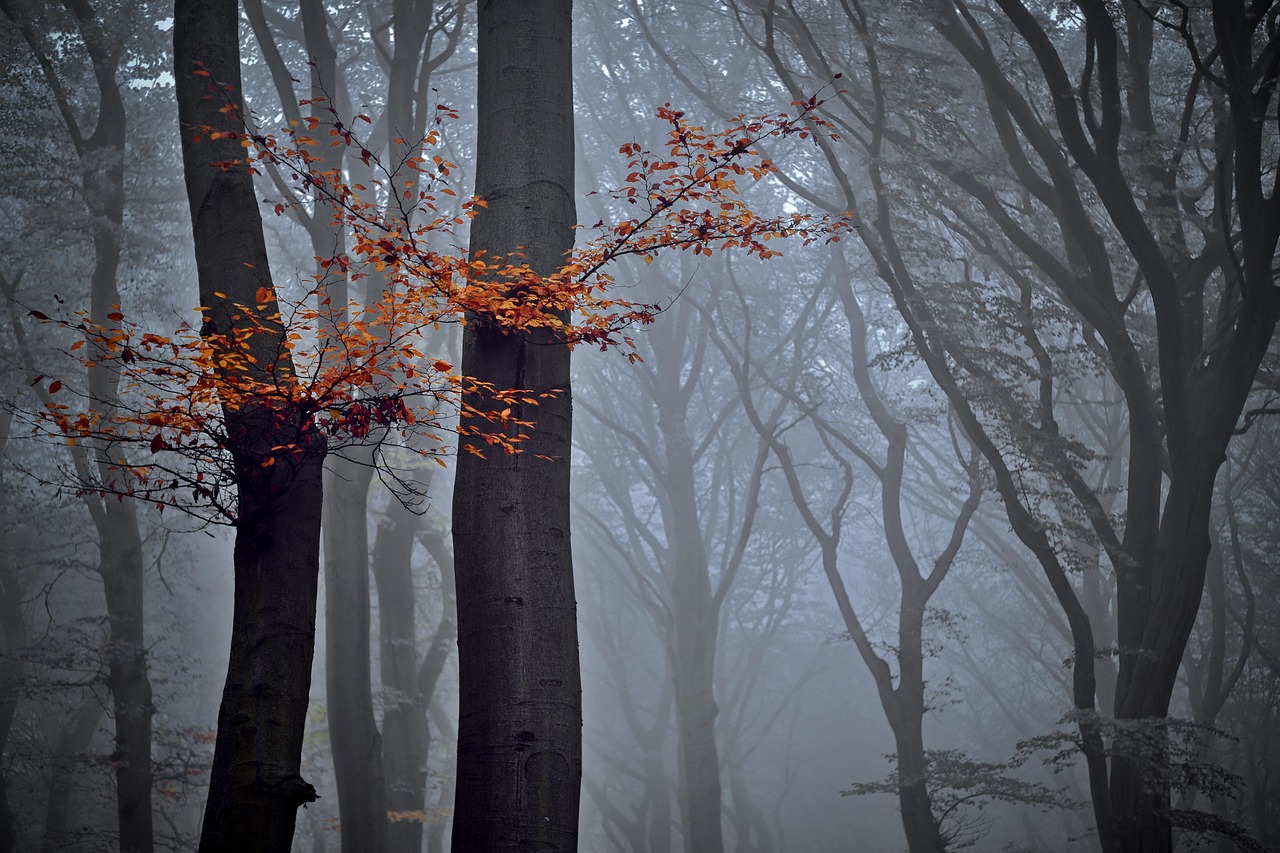 forest nature trees beech autumn fog foliage nature nature nature nature nature
